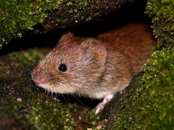 Bank Vole photographed by Roger Butterfield