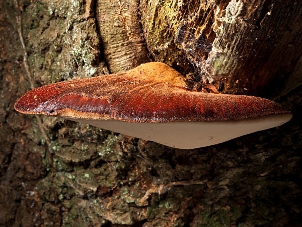 'Beefsteak Fungus', photographed by Roger Butterfield.