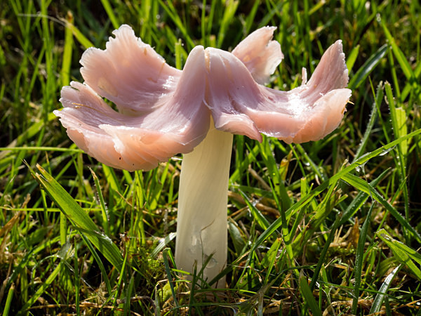 Pink Waxcap mushroom, photographed by Roger Butterfield.