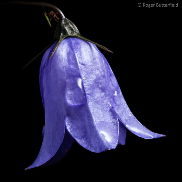 Harebell photographed by Roger Butterfield
