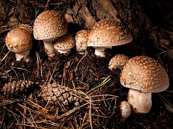 'Blusher' mushrooms, photographed by Roger Butterfield.