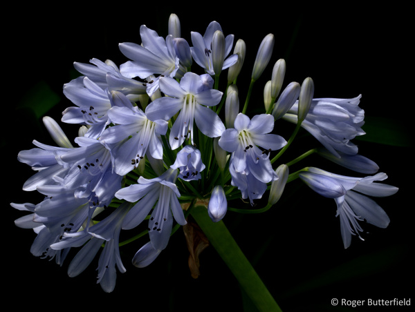 Agapanthus photographed by Roger Butterfield