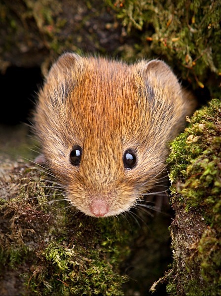 Bank Vole photographed by Roger Butterfield