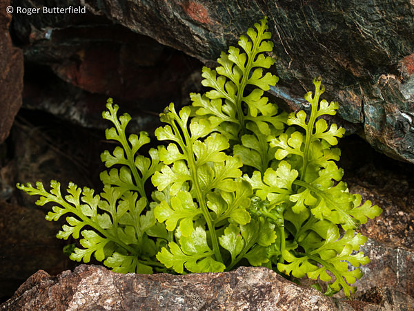 Black Spleenwort photographed by Roger Butterfield