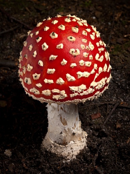 'Fly Agaric' mushroom, photographed by Roger Butterfield.