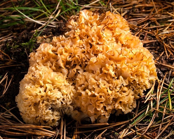 'Cauliflower Fungus', photographed by Roger Butterfield.