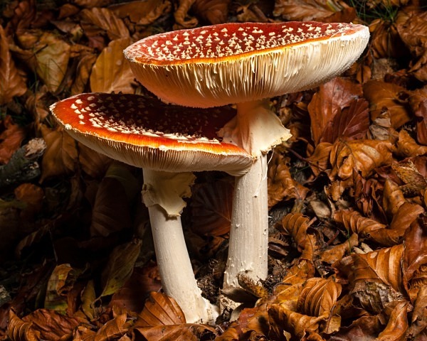 'Fly Agaric' mushrooms, photographed by Roger Butterfield