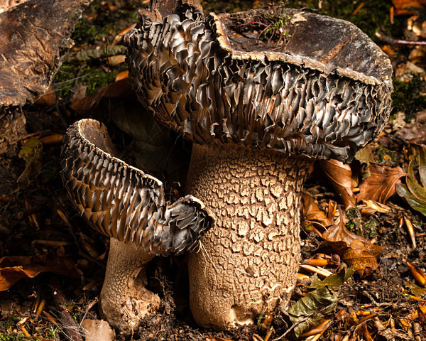 'Blackening Brittlegill' mushrooms, photographed by Roger Butterfield.
