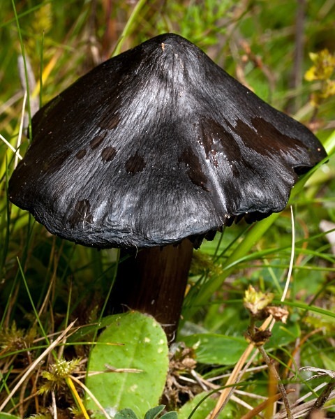 'Blackening Waxcap' mushroom, photographed by Roger Butterfield.