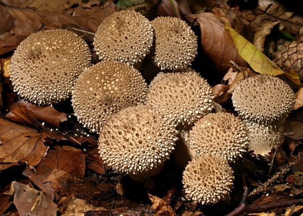 Common Puffball fungi, photographed by Roger Butterfield.