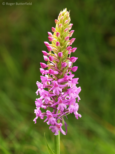 Fragrant Orchid photographed by Roger Butterfield