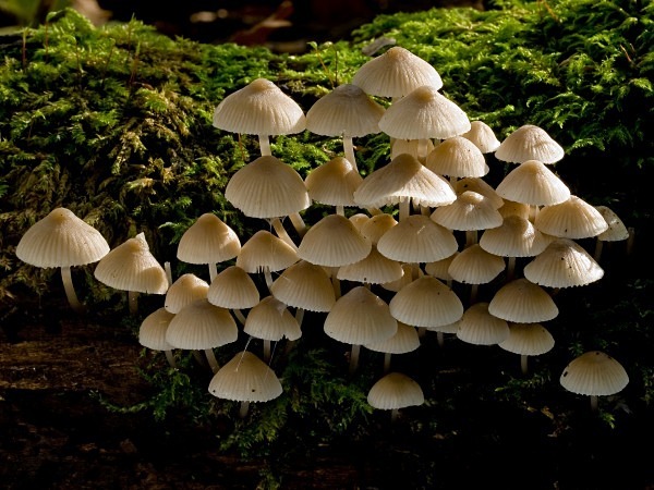 'Mycena' mushrooms, photographed by Roger Butterfield.