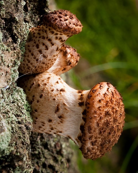 'Dark Honey Fungus' mushrooms, photographed by Roger Butterfield.