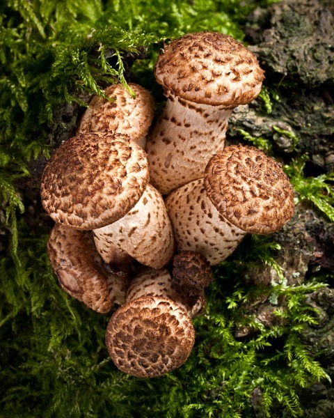 'Dark Honey Fungus' mushrooms, photographed by Roger Butterfield.