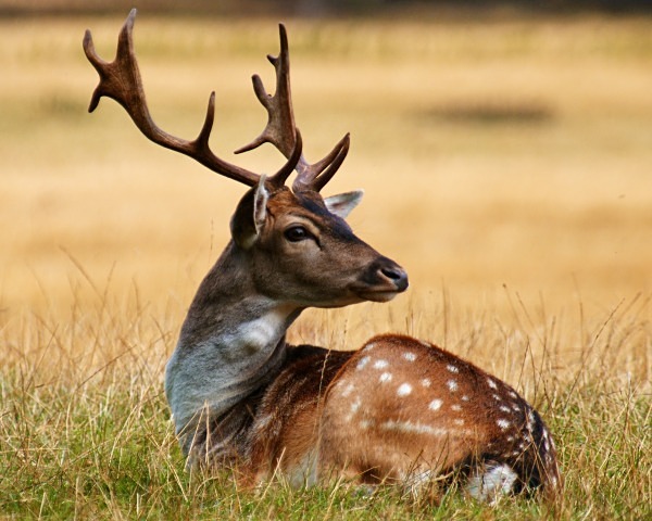 Fallow Buck photographed by Roger Butterfield