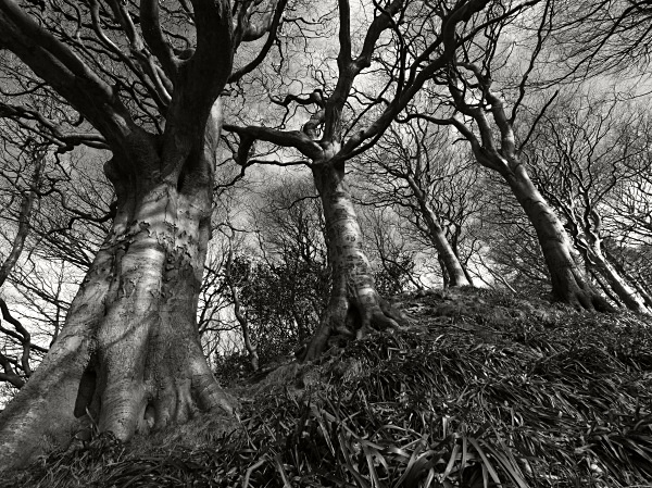 Bailey Hill - Landscapes
