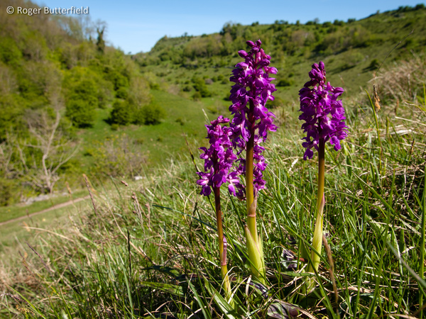 Early-purple Orchid photographed by Roger Butterfield
