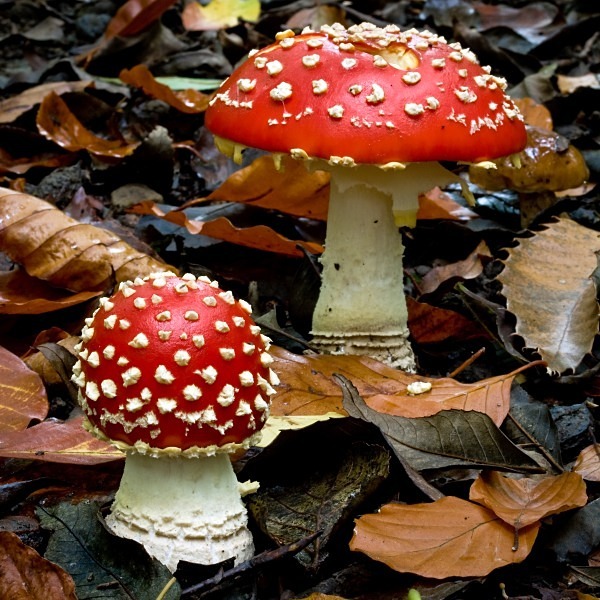 'Fly Agaric' mushrooms, photographed by Roger Butterfield.