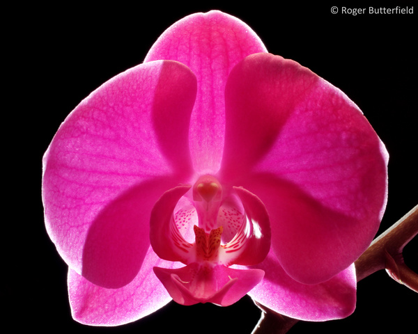Phalaenopsis photographed by Roger Butterfield
