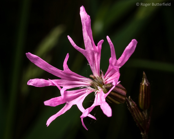 Ragged-Robin photographed by Roger Butterfield