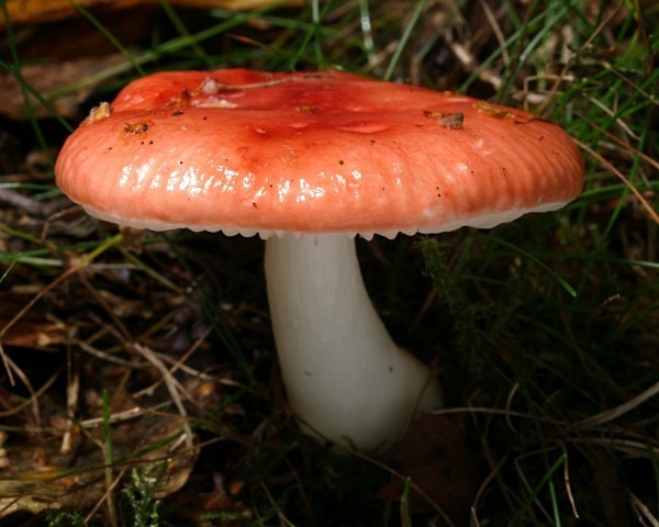 Unidentified 'Brittlegill' mushroom, photographed by Roger Butterfield.