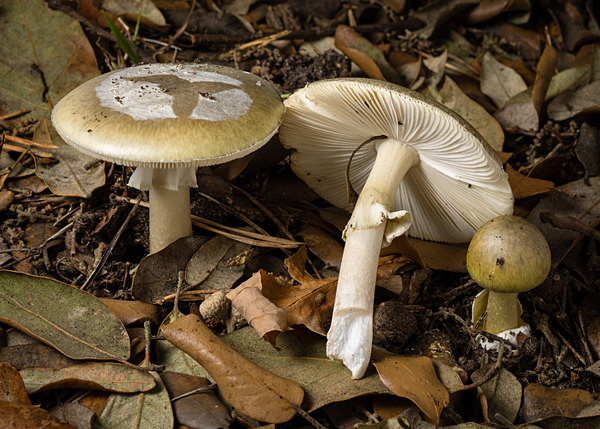 Deathcap mushrooms, photographed by Roger Butterfield.