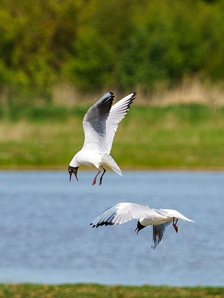 RSPB Minsmere 6May22-52