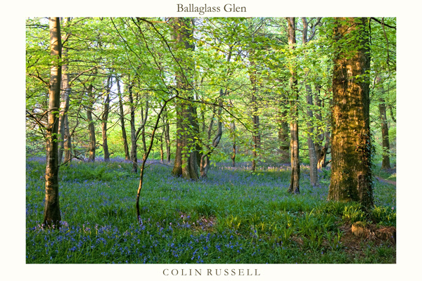 Ballaglass Bluebells