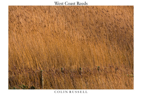 West Coast Reeds 2