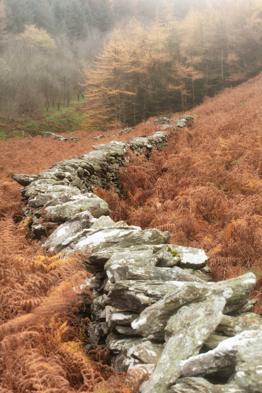 Lead to the Larch