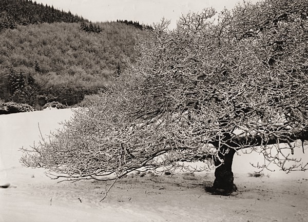 HAFOD, Ceredigion 1994 - THE WELSH LANDSCAPE