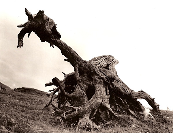DEAD TREE ROOTS, Cefn Coch, Cwmystwyth, Ceredigion 2009 - THE WELSH LANDSCAPE