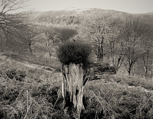 Notes on DEAD TREE ROOTS, Cefn Coch, Cwmystwyth, Ceredigion 2003 - THE WELSH LANDSCAPE - MOSTLY IN CEREDIGION