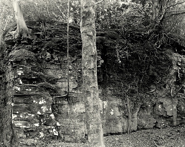 PENLLERGAER MANSION GARDENS, Swansea 2016 - GLAMORGAN