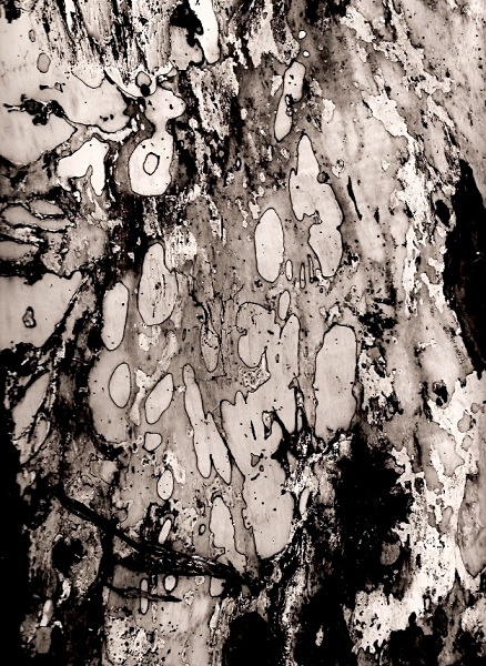 TREE ABSTRACTION, Rhayader, Powys 1996 - THE WELSH LANDSCAPE