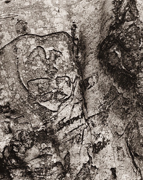 ABSTRACTION AT CWM PERIS WOOD, Llanon, Ceredigion 2015 - THE WELSH LANDSCAPE