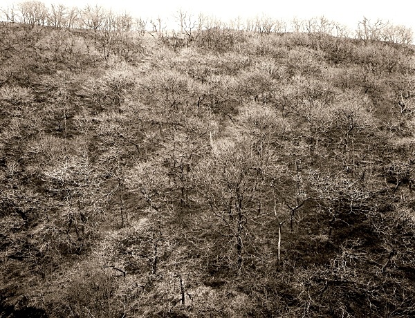 ANCIENT WOODLAND, Ysbyty Cynfyn, Ceredigion 2009 - THE WELSH LANDSCAPE
