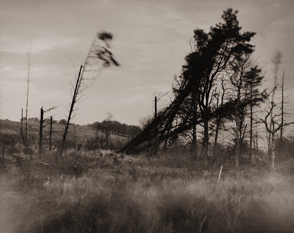 WINDY TREES, Llanddewi-brefi, Ceredigion 2015 - THE WELSH LANDSCAPE