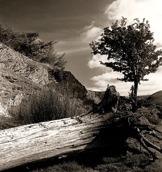 DEAD TREE, Cefn Coch, Cwmystwyth, Ceredigion 1992 - THE WELSH LANDSCAPE