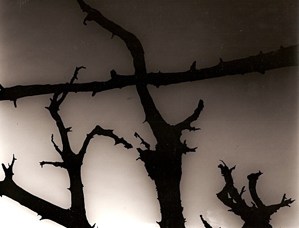 DEAD TREE ROOTS, Cefn Coch, Cwmystwyth, Ceredigion 2003 - THE WELSH LANDSCAPE