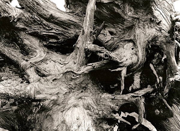 DEAD TREE ROOTS, Cefn Coch, Cwmystwyth, Ceredigion 1996 - THE WELSH LANDSCAPE