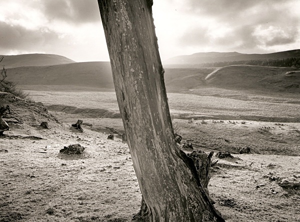 DEAD TREE, Cefn Coch, Cwmystwyth, Ceredigion 1996 - THE WELSH LANDSCAPE
